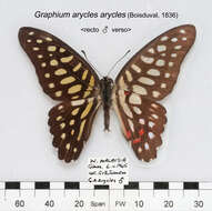 Image de Graphium arycles (Boisduval 1836)