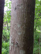 Image of bitternut hickory