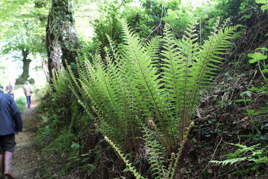 Image of Dryopteris affinis subsp. affinis