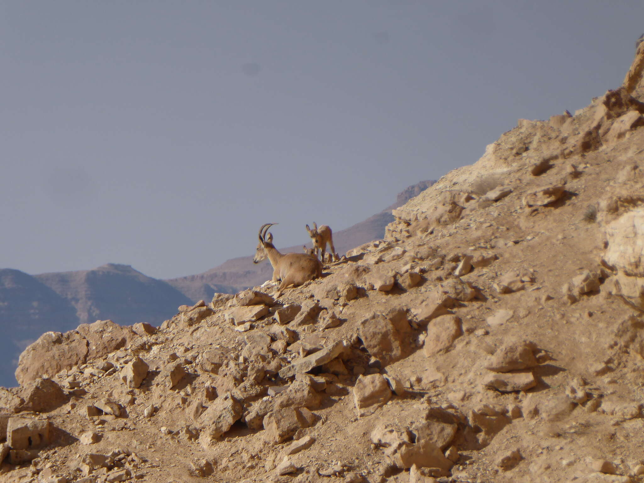 Image of Nubian Ibex