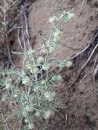 Слика од Artemisia jacutica Drobov