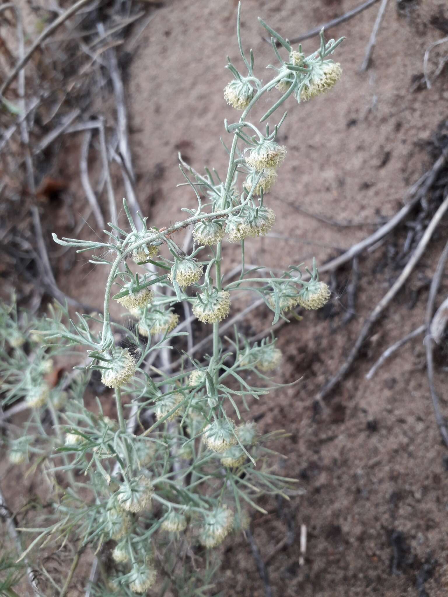 Слика од Artemisia jacutica Drobov