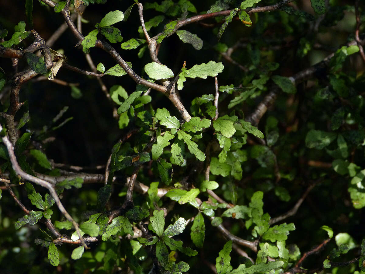 Image of Elaeocarpus hookerianus Raoul