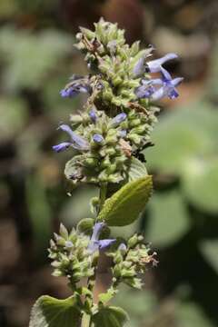 Image of Salvia polystachia Cav.