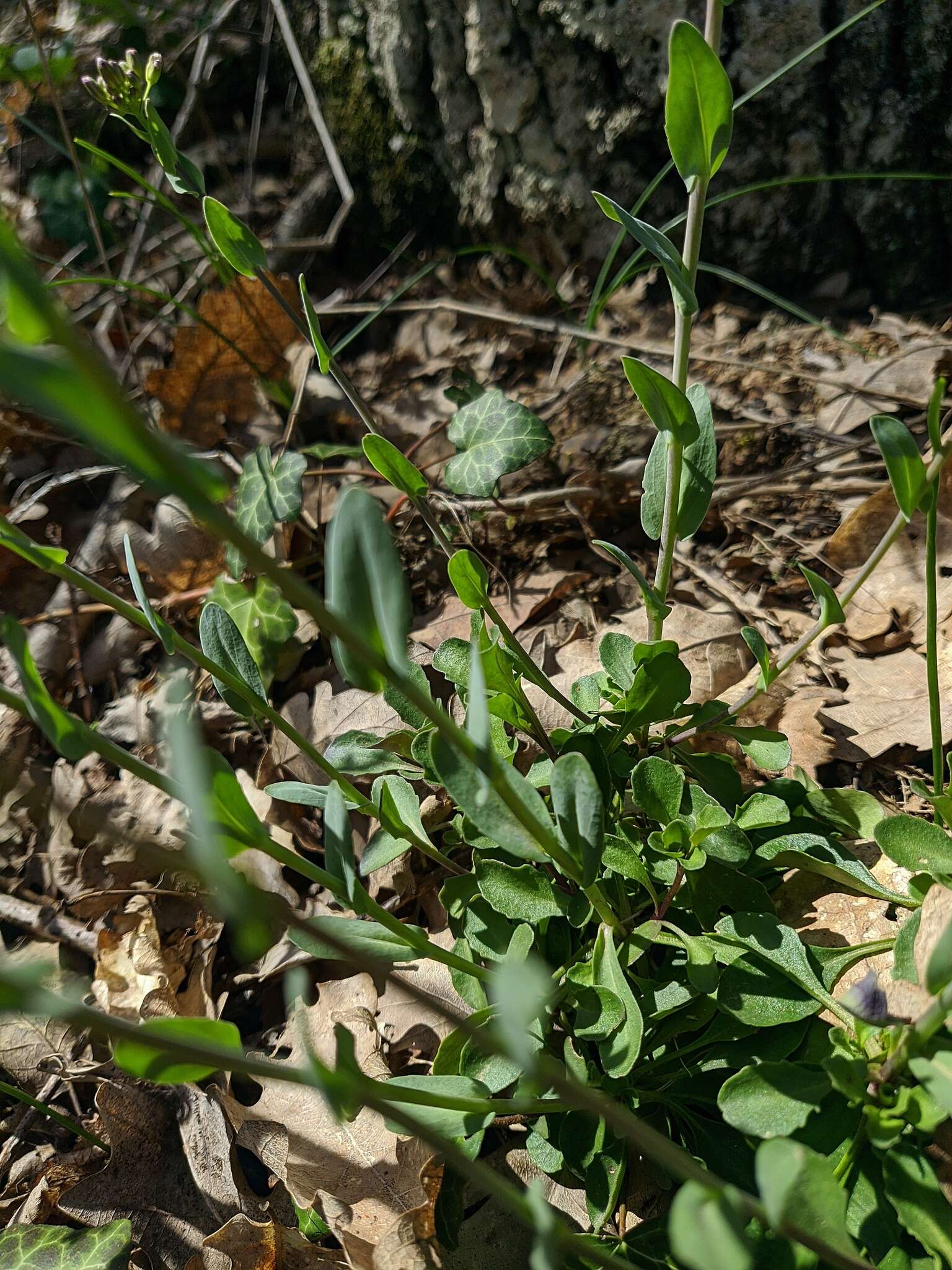 Image of Noccaea macrantha (Lipsky) F. K. Mey.