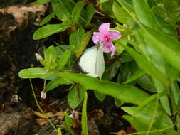 Image of Nepheronia buquetii (Boisduval 1836)