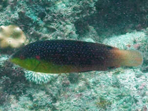 Image of Twister Wrasse