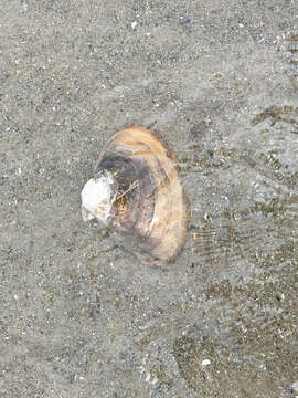 Image of Atlantic surf clam