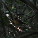 Image of Swynnerton's Forest Robin