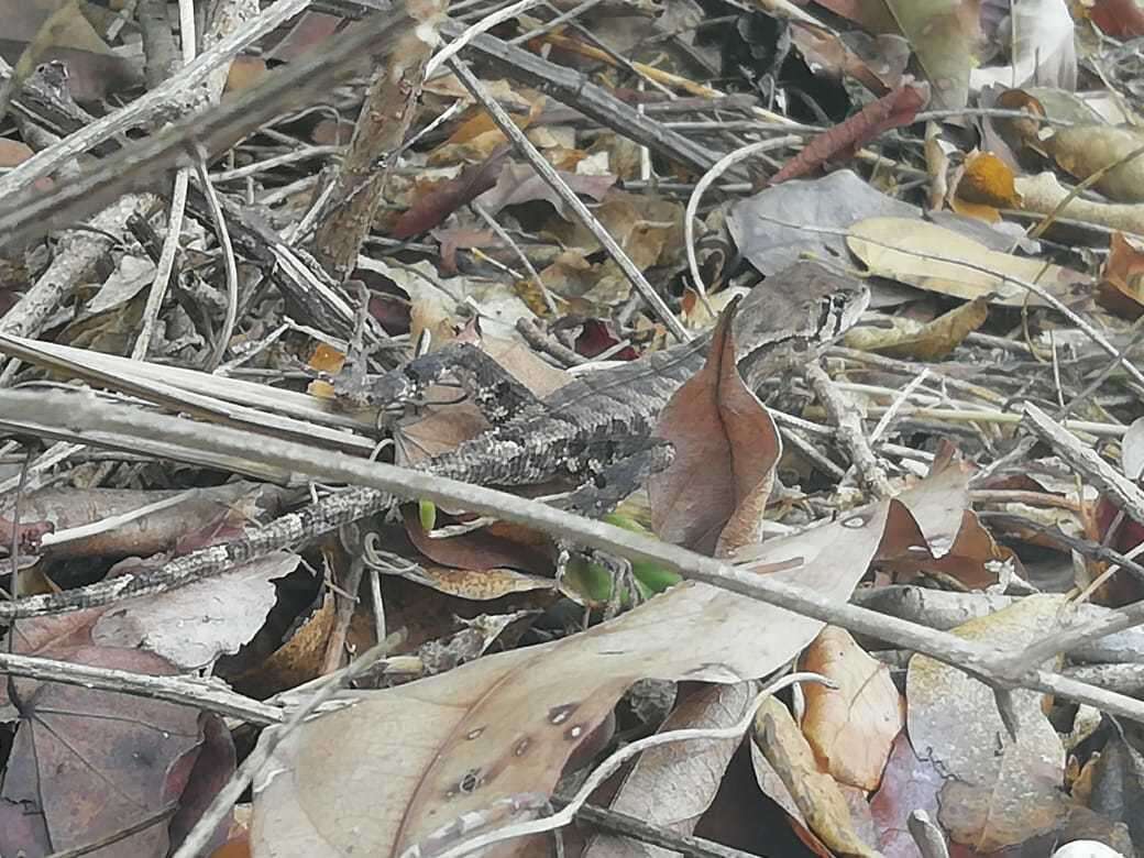 Image de Stenocercus erythrogaster (Hallowell 1856)