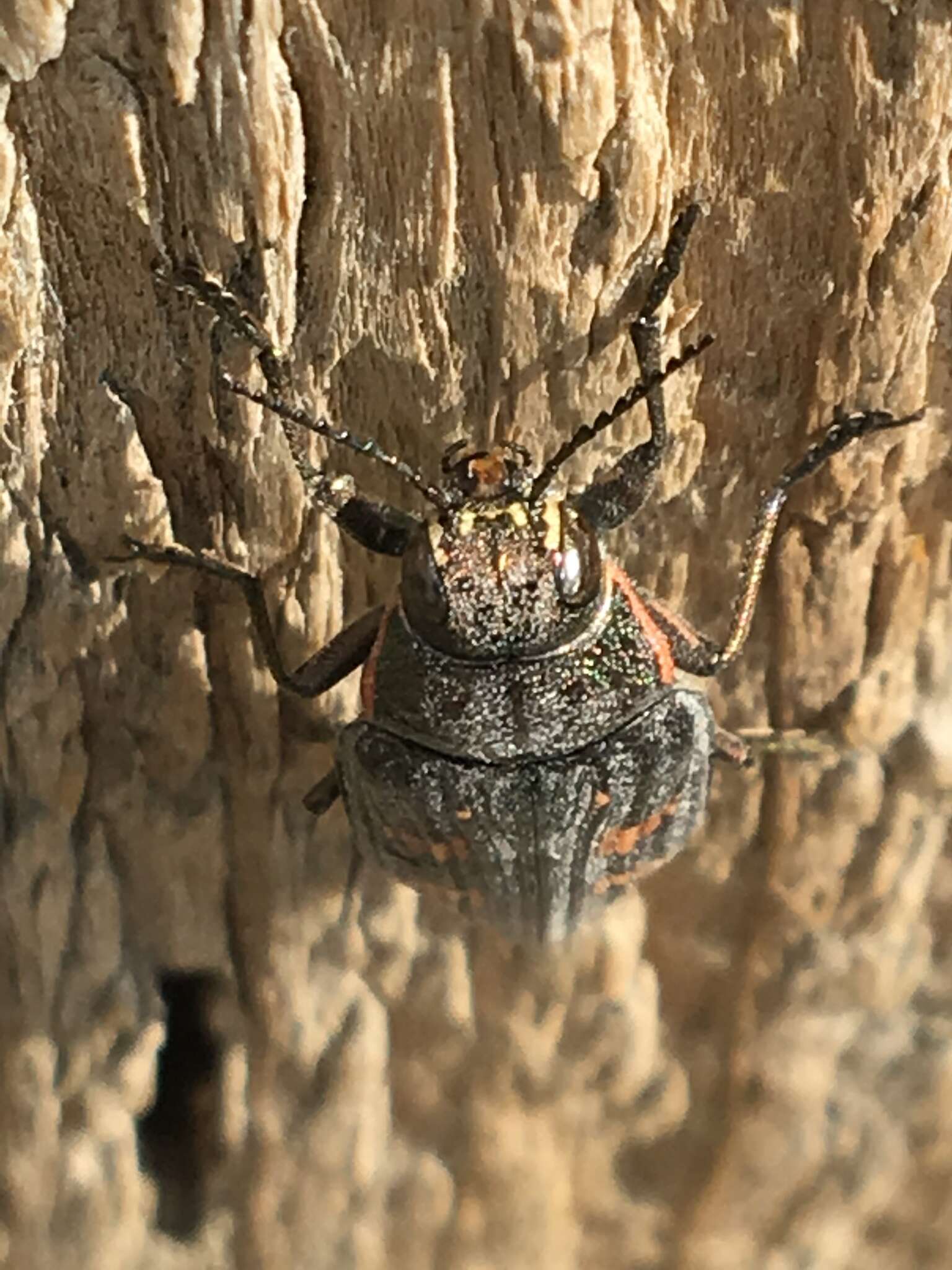 Image of Buprestis nutalli Kirby 1837