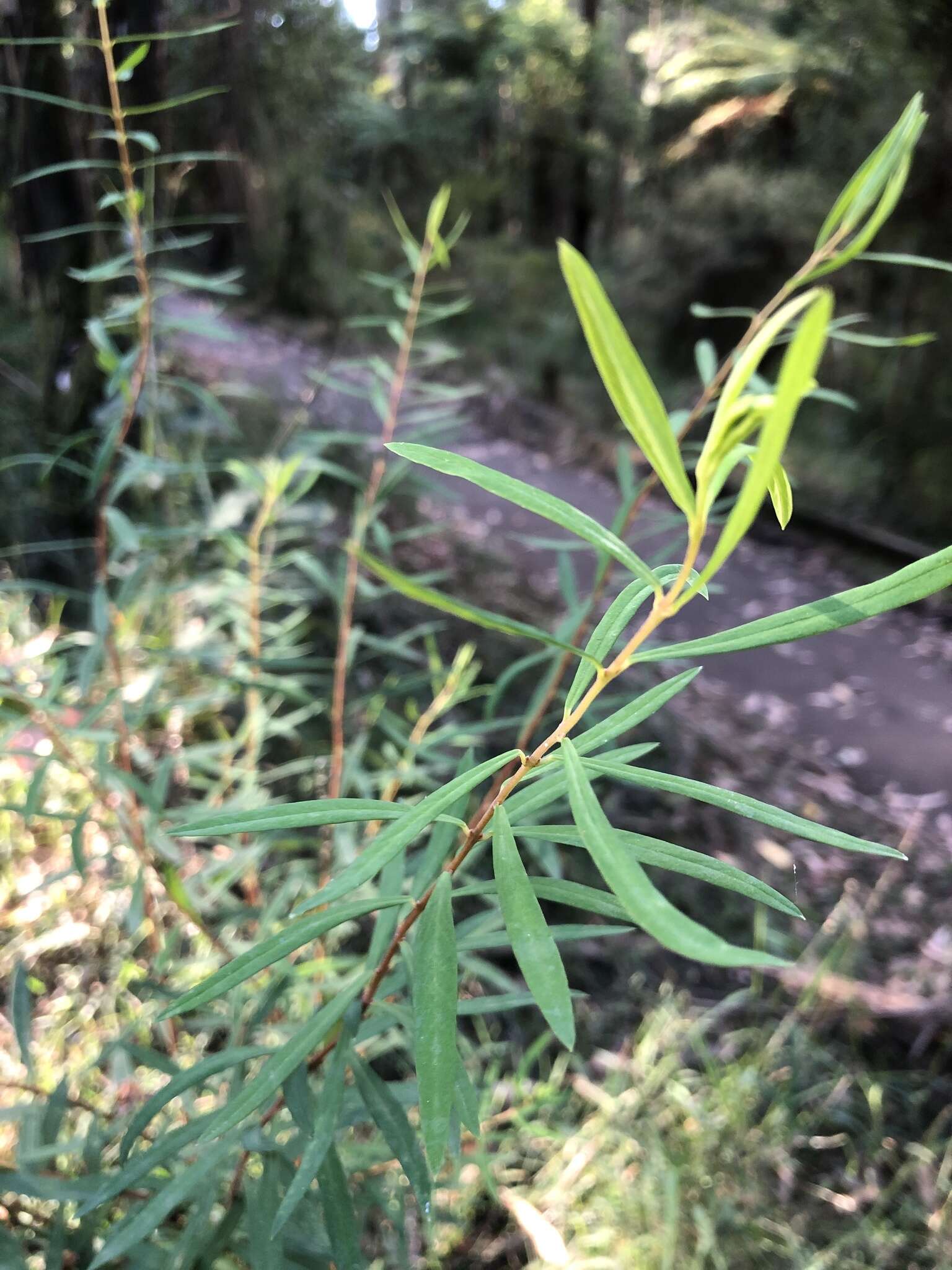 Image of Pimelea axiflora F. Müll.