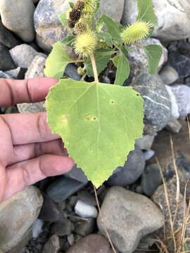 Imagem de Xanthium orientale L.