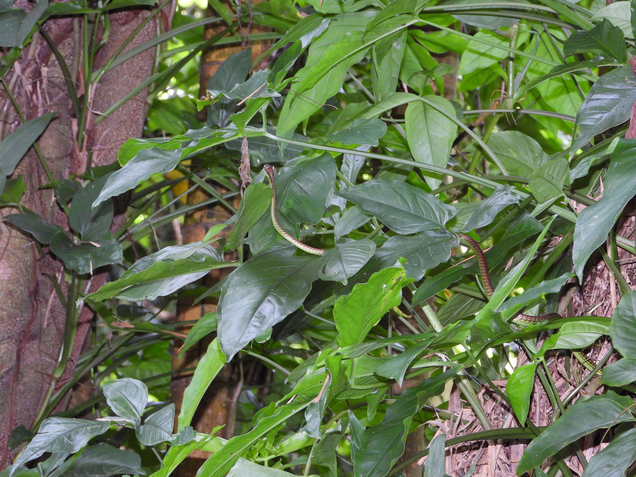 Image of Beautiful Bronzeback Tree Snake