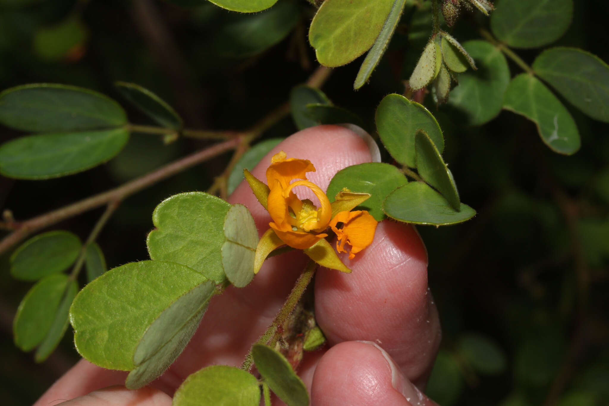 Image de Chamaecrista viscosa (Kunth) H. S. Irwin & Barneby