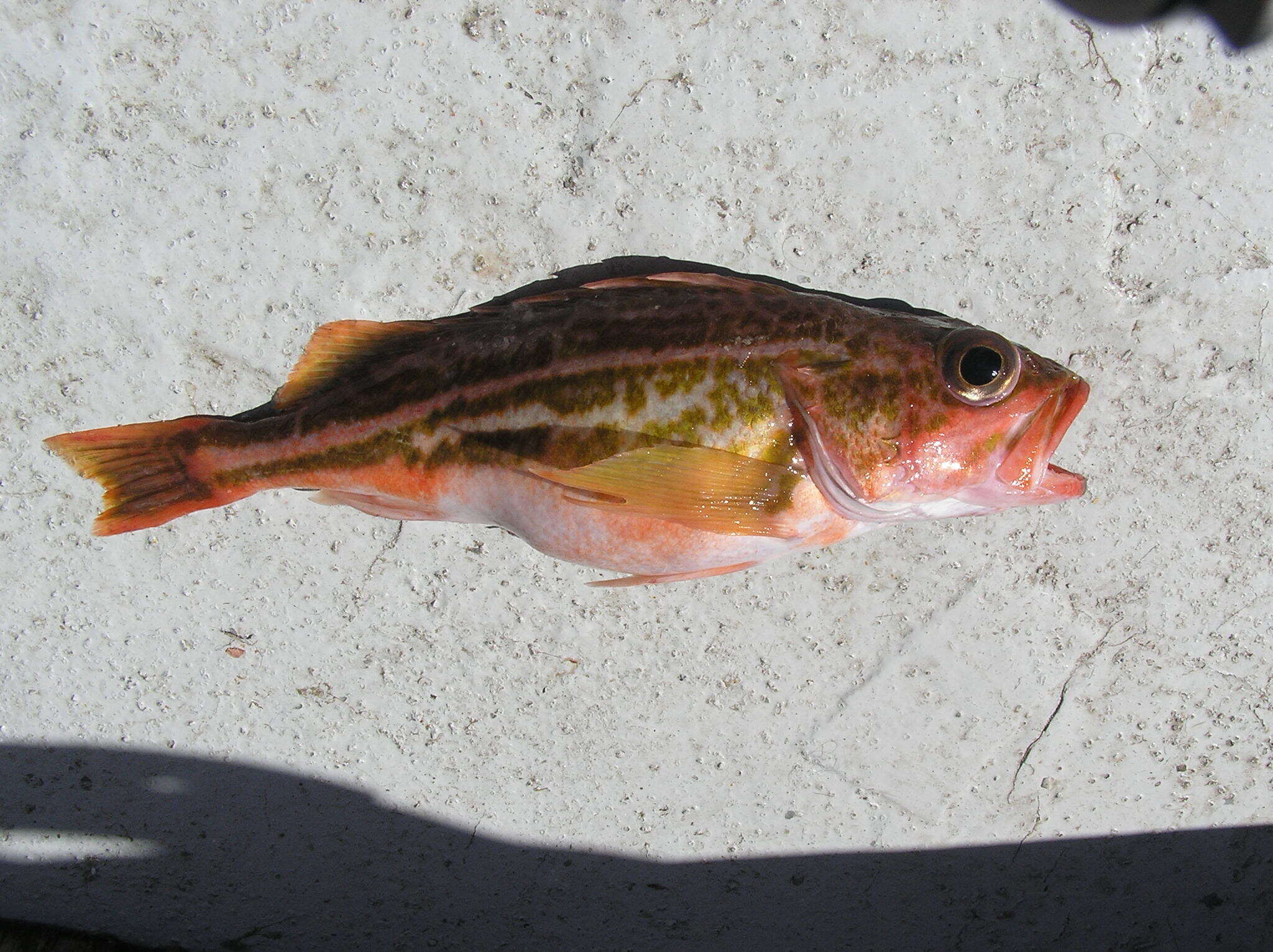 Image of Greenstriped rockfish