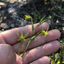 Image of Freesia viridis subsp. viridis