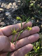 Image of Freesia viridis subsp. viridis