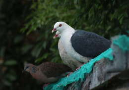 Image of White-headed Pigeon