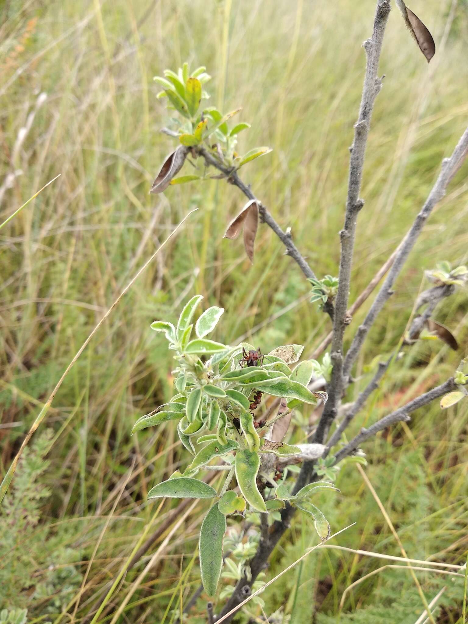 Image of Cytisus ruthenicus Wol.