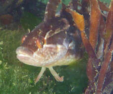 Image of Striped Kelpfish