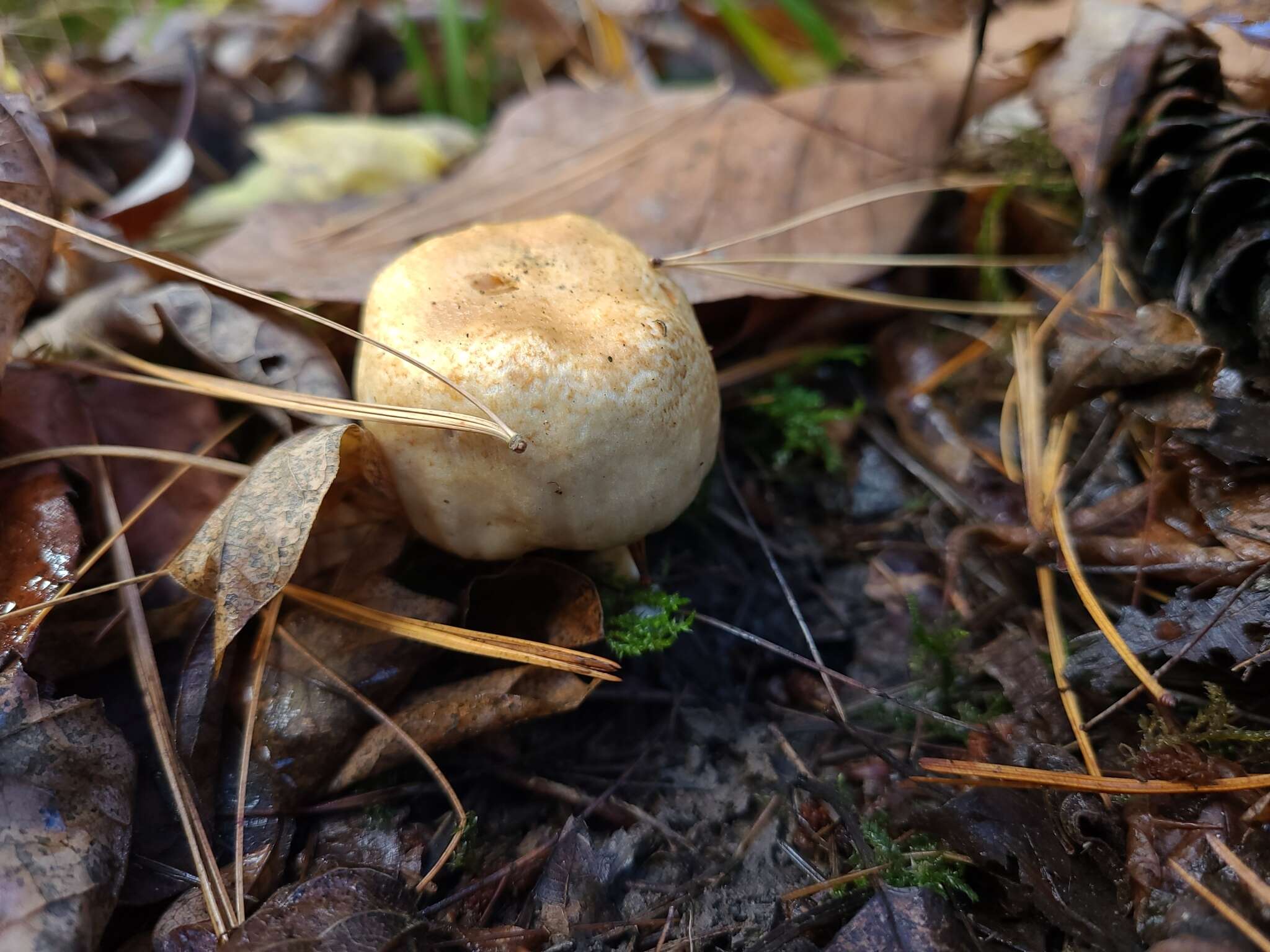 Image of <i>Hebeloma ischnostylum</i>