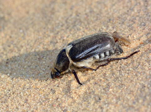 Image of Anoxia pilosa (Fabricius 1792)