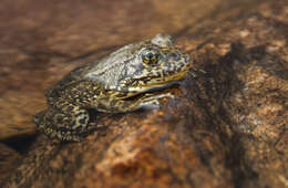 Image of Mountain Yellow-legged Frog