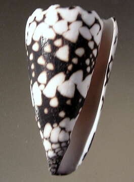 Image of Conus vidua Reeve 1843