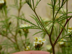 Sivun Tagetes argentina Cabrera kuva