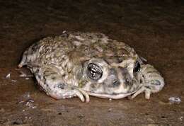 Image of Arroyo toad