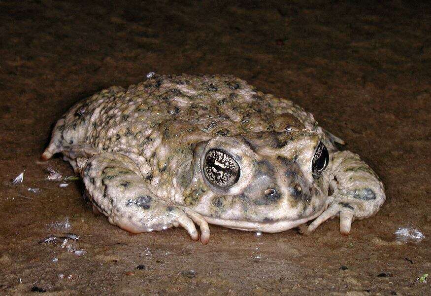 Image of Arroyo toad