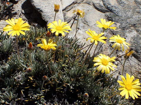 Image of Euryops othonnoides (DC.) B. Nordenst.