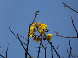 Cochlospermum religiosum (L.) Alston resmi