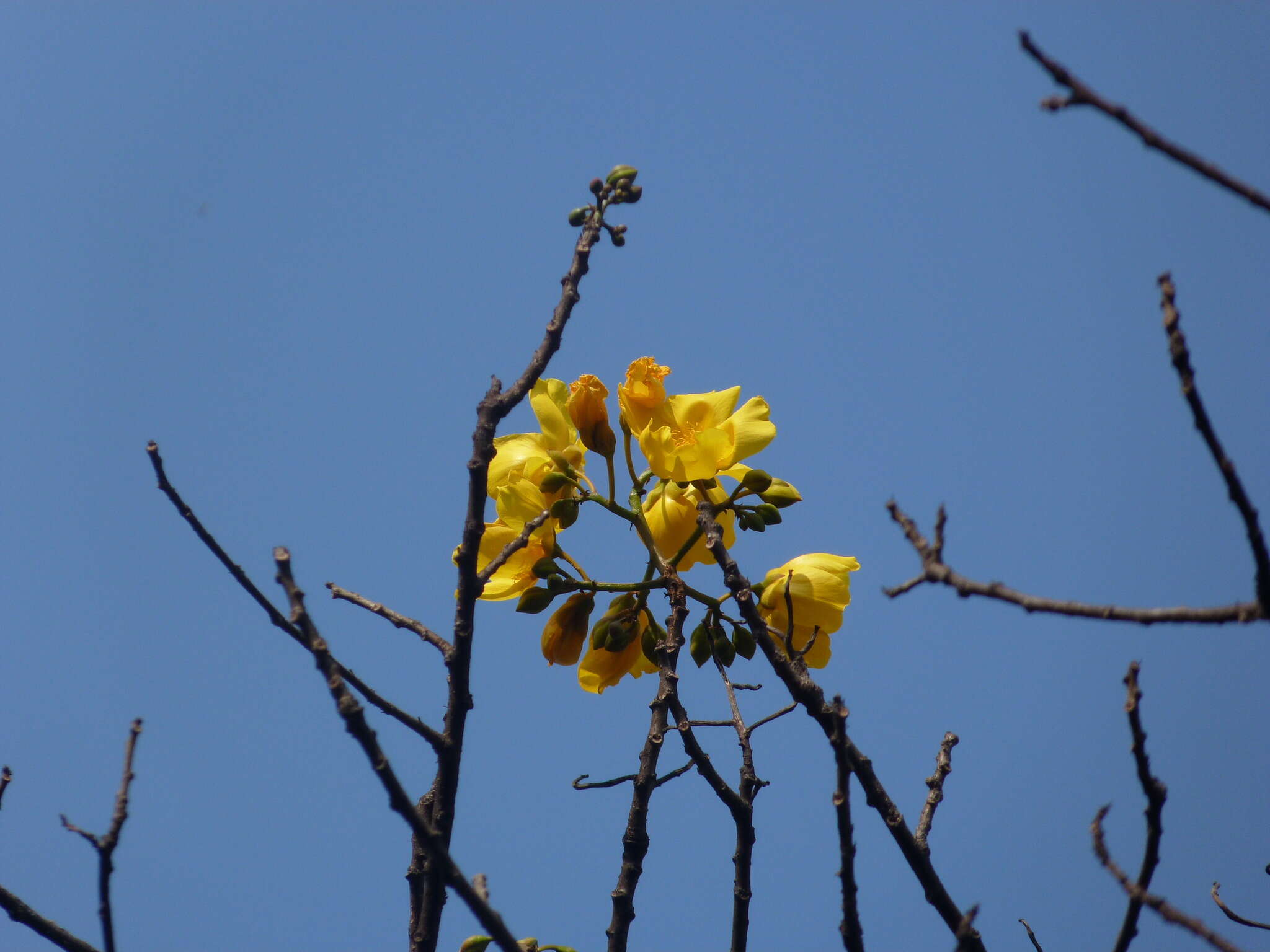 Cochlospermum religiosum (L.) Alston resmi