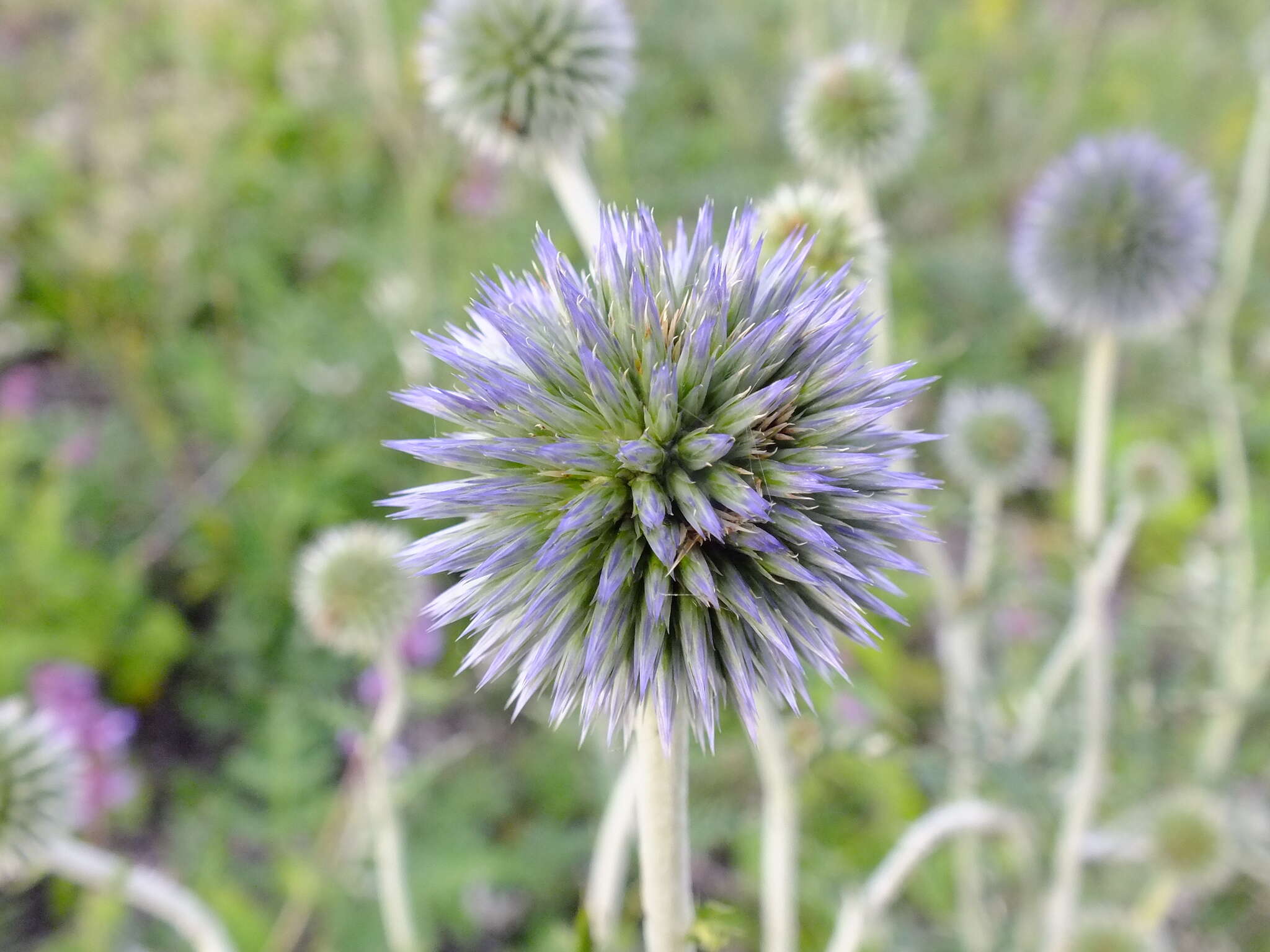 Imagem de Echinops tataricus