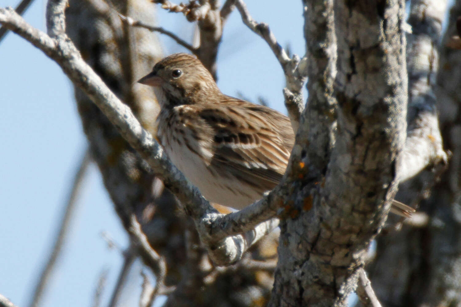 Image of Pooecetes Baird & SF 1858