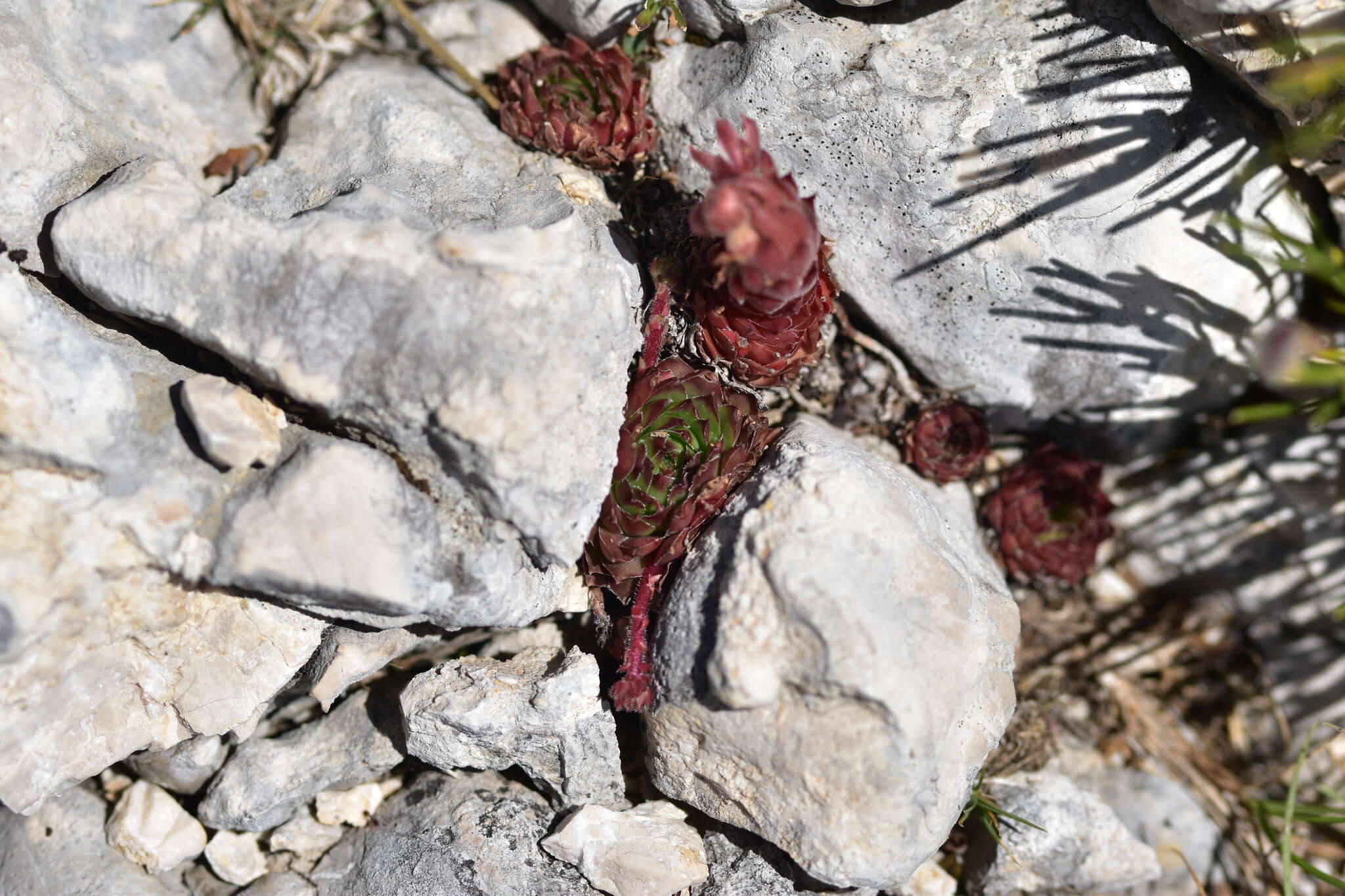 Image of Sempervivum marmoreum Griseb.