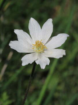 Image of Anemone baldensis subsp. pavoniana (Boiss.) Lainz