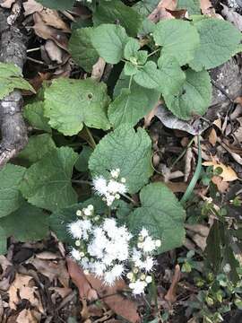 Image of Ageratina petiolaris (Mocino & Sesse ex DC.) R. King & H. Rob.