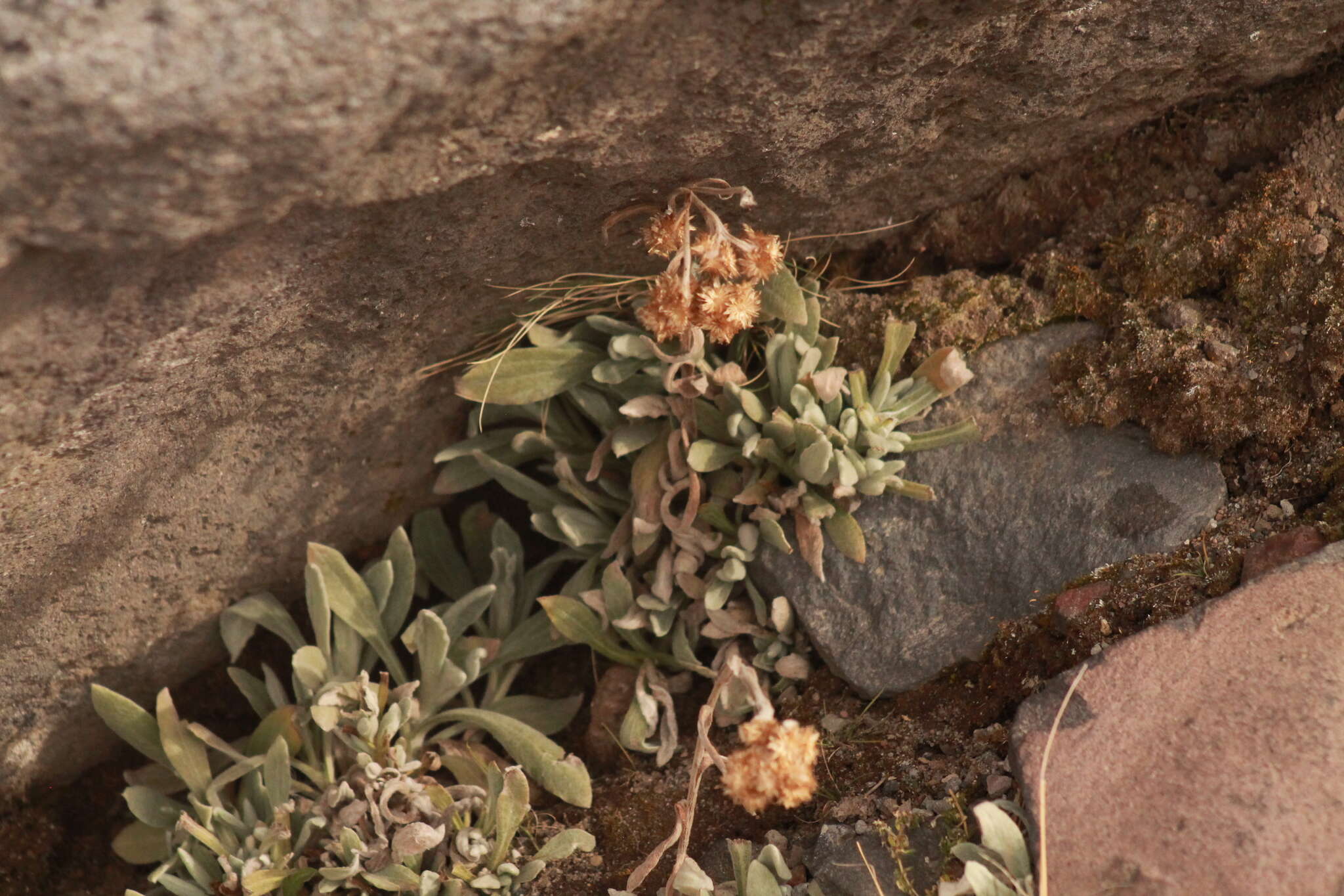 Image of Senecio procumbens Kunth