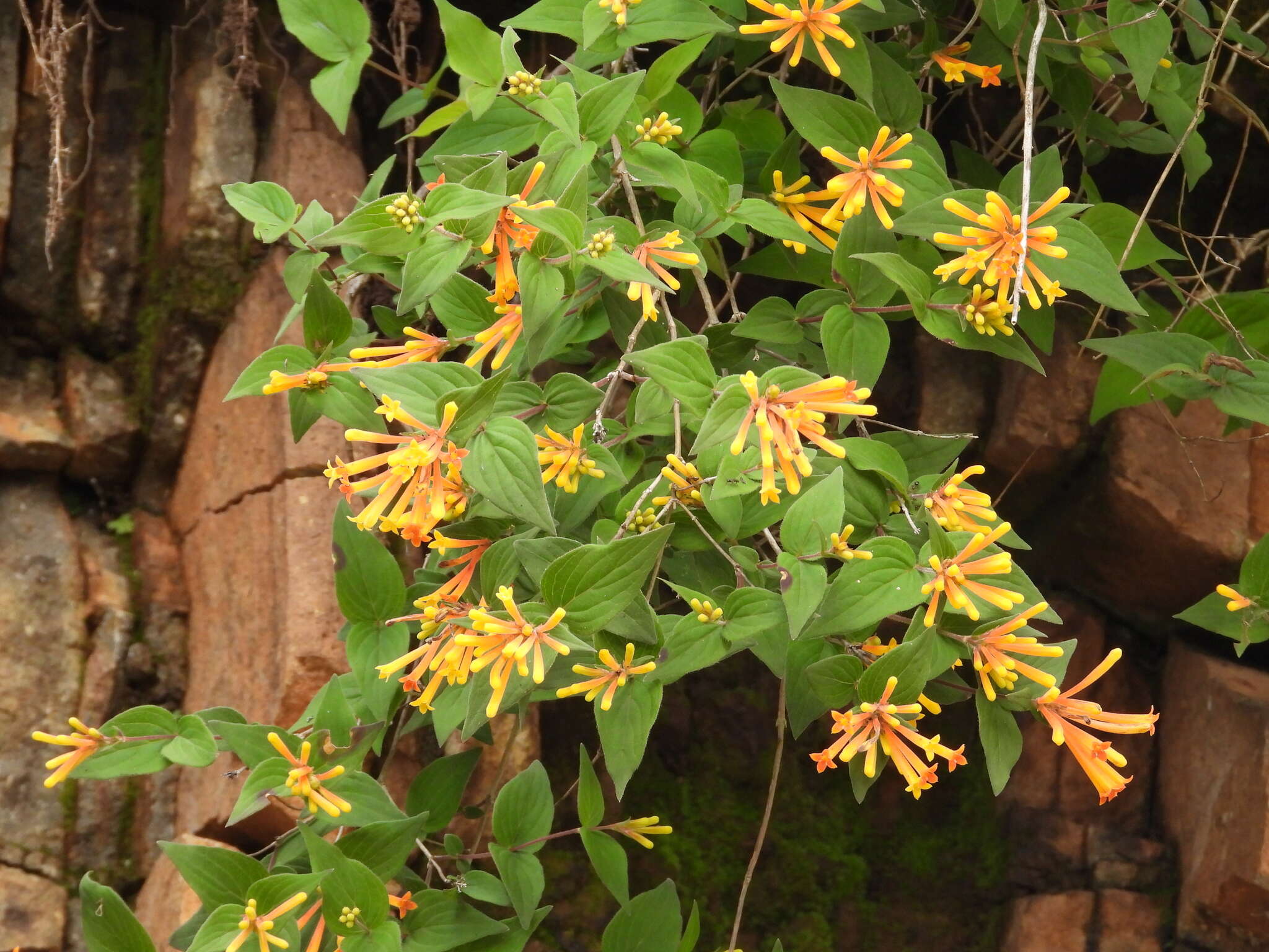 Plancia ëd Bouvardia laevis M. Martens & Galeotti