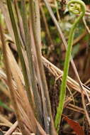 Image of Pteris epaleata D. J. Ohlsen