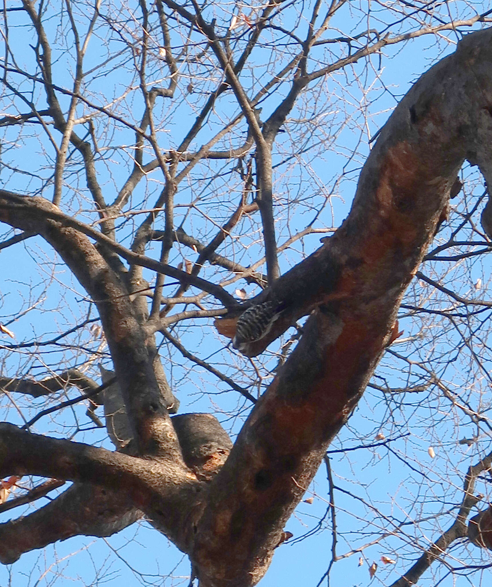 Image of Japanese Pygmy Woodpecker