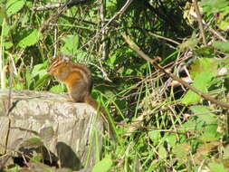 Image of Allen’s Chipmunk