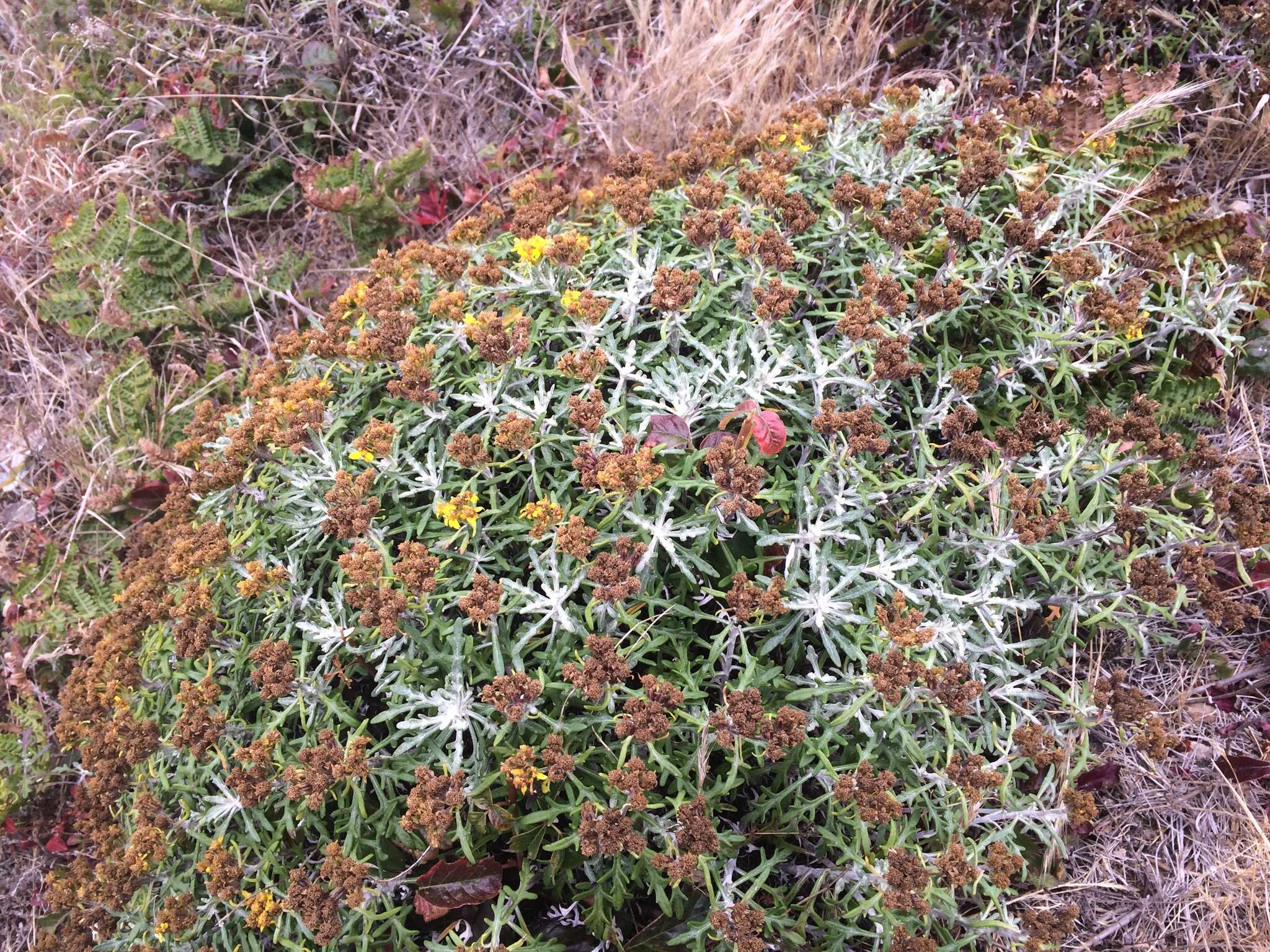 Слика од Eriophyllum staechadifolium Lag.