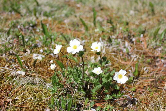 Слика од Callianthemum sajanense Witasek