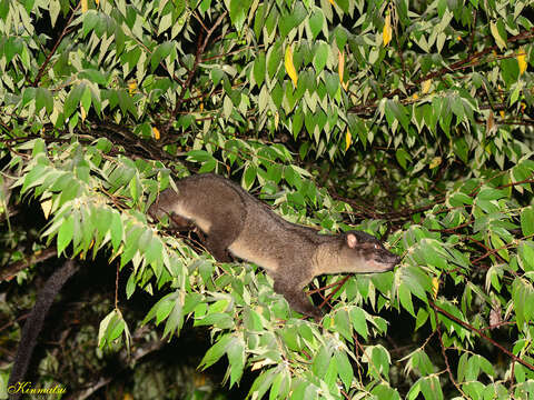 Image of small-toothed palm civet