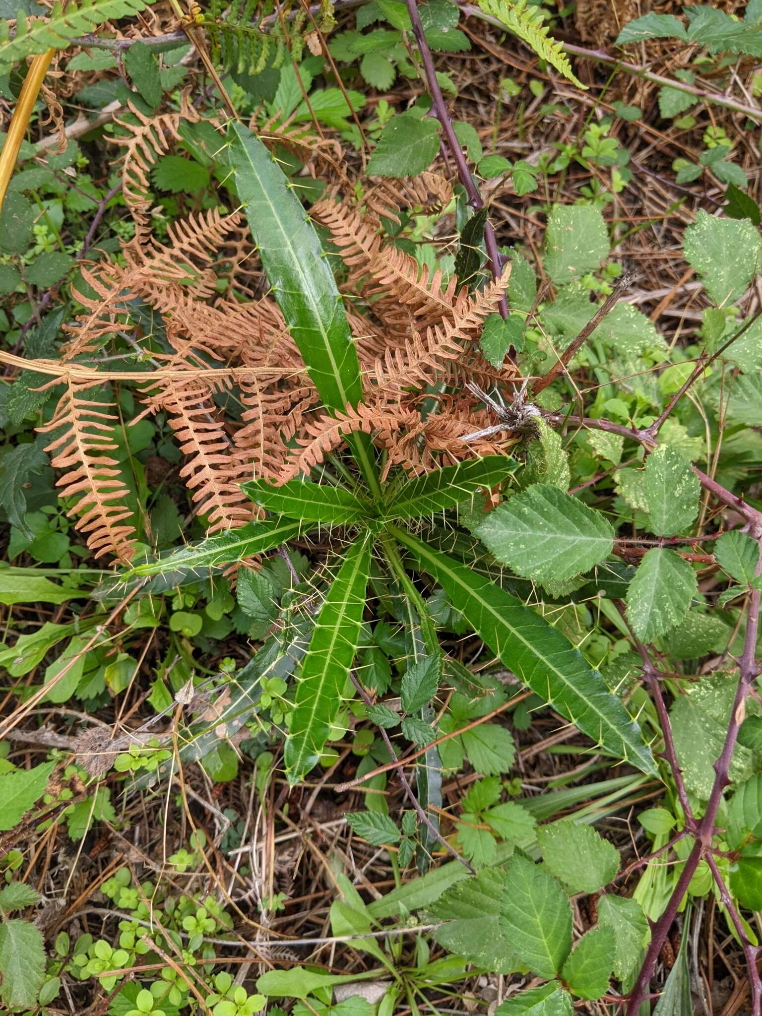 Image de Ptilostemon casabonae (L.) Greuter