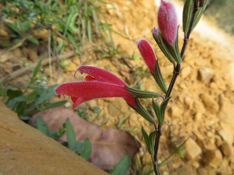 Image of Salvia oppositiflora Ruiz & Pav.